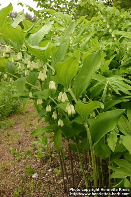 Photo: Polygonatum x hybridum 1.