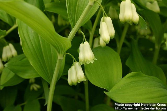 Photo: Polygonatum x hybridum 2.