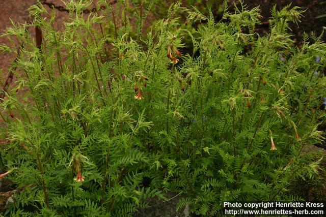 Photo: Polemonium pauciflorum 2.