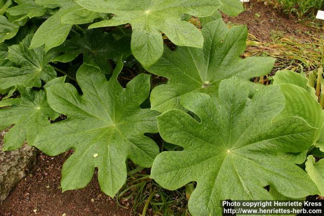 Photo: Podophyllum versipelle.