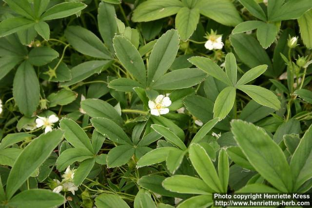 Photo: Potentilla alba.