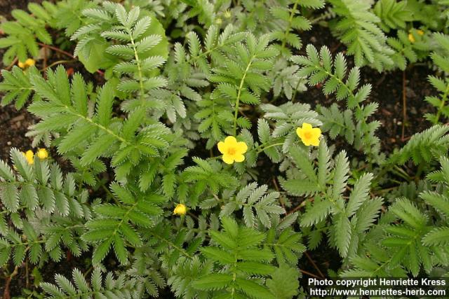 Photo: Potentilla anserina 7.