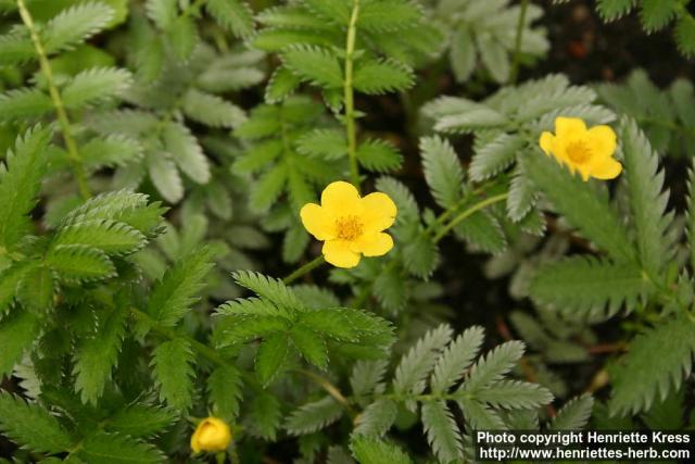 Photo: Potentilla anserina 8.