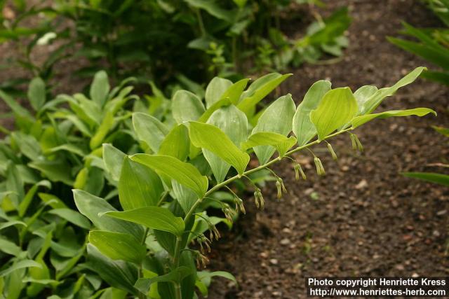 Photo: Polygonatum x hybridum 3.