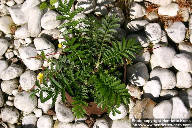 Photo: Potentilla anserina 9.