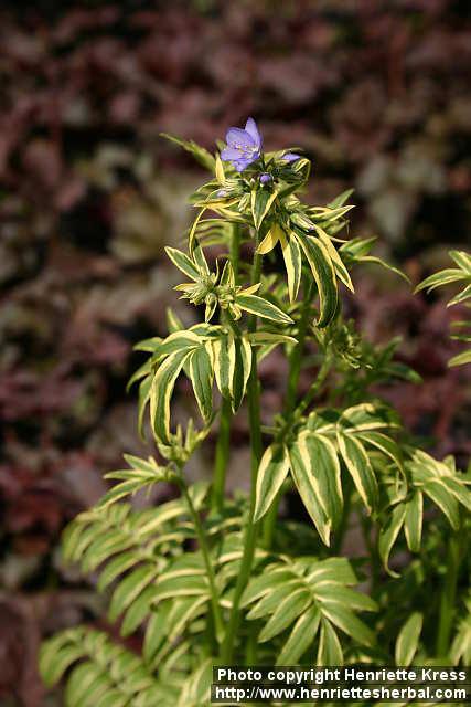 Photo: Polemonium caeruleum 3.