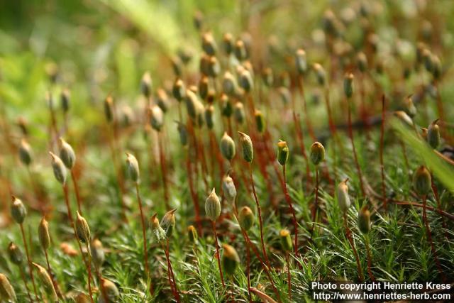 Photo: Polytrichum strictum 7.