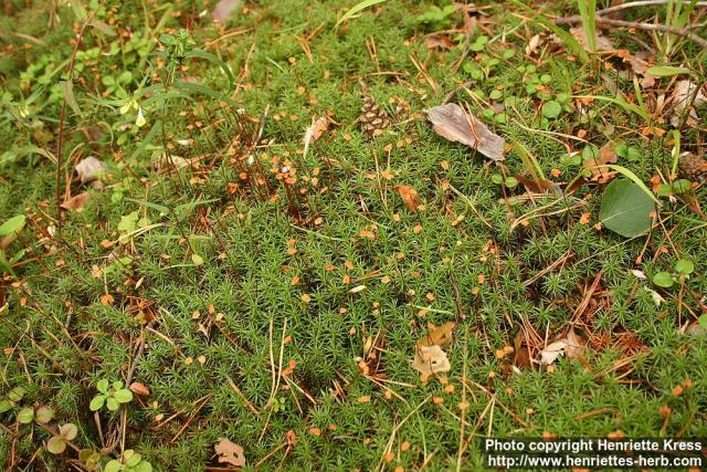 Photo: Polytrichum strictum 9.