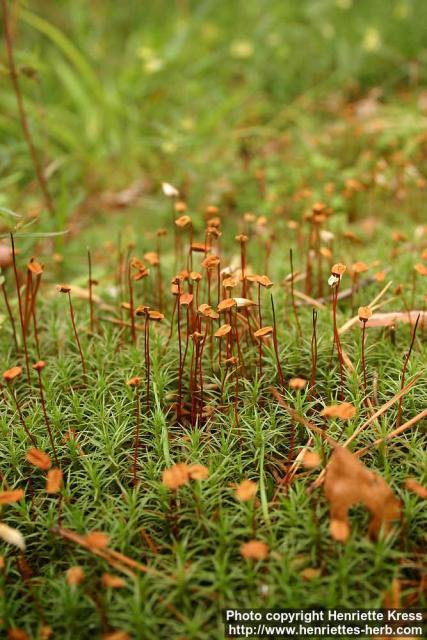 Photo: Polytrichum strictum 8.