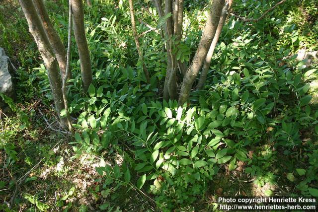 Photo: Polygonatum odoratum 6.