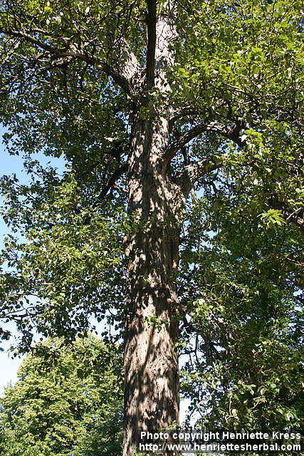 Photo: Populus balsamifera 1.