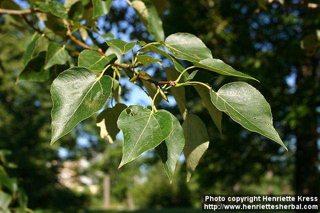 Photo: Populus balsamifera 2.