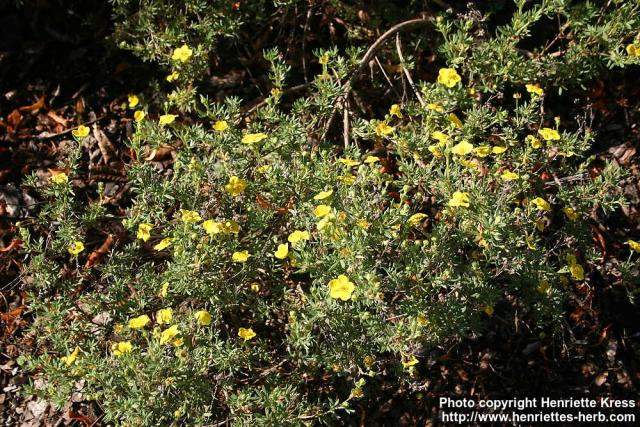 Photo: Potentilla fruticosa 6.