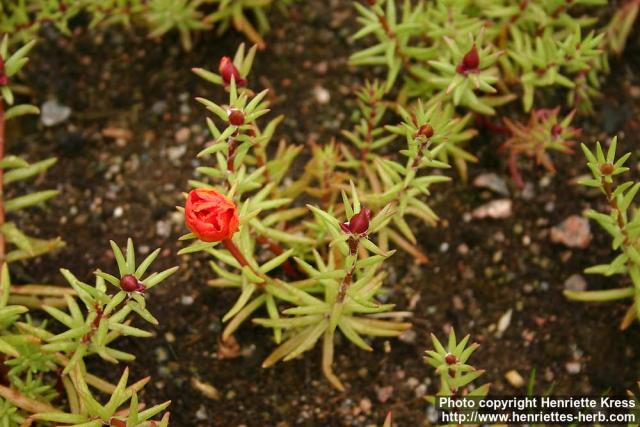 Photo: Portulaca grandiflora 1.