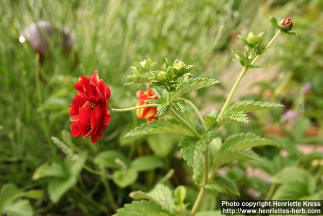 Photo: Potentilla x bicolor.