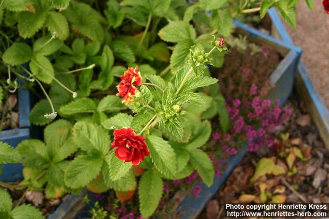 Photo: Potentilla x bicolor 1.