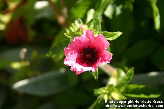 Photo: Potentilla nepalensis.