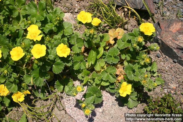 Photo: Potentilla megalantha 1.