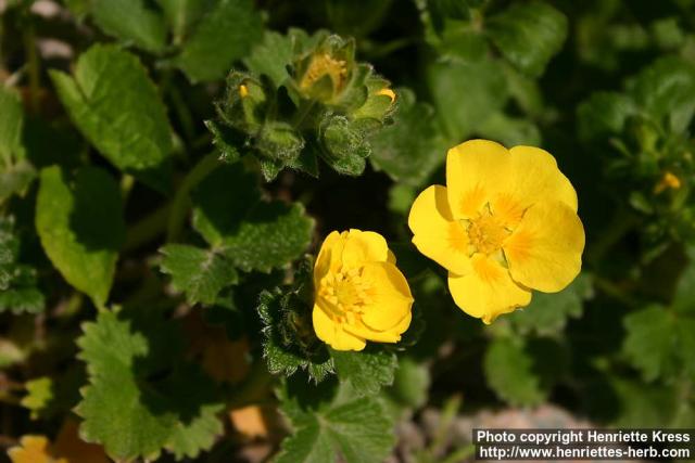 Photo: Potentilla megalantha 2.