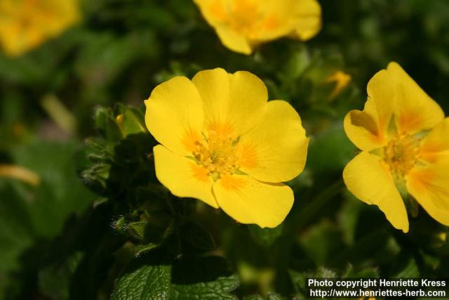 Photo: Potentilla megalantha 3.