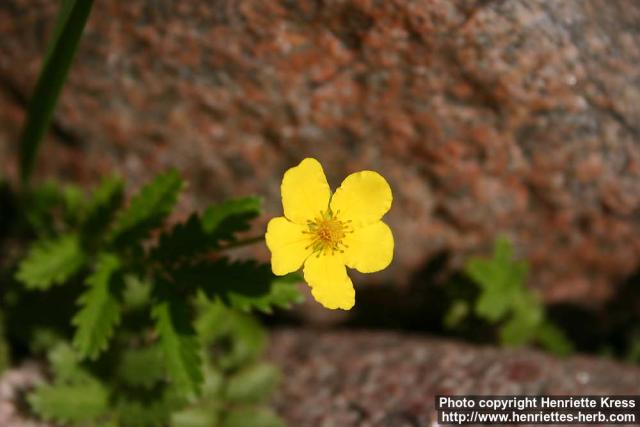 Photo: Potentilla anserina 11.