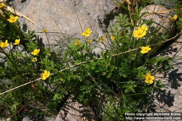 Photo: Potentilla anserina 12.