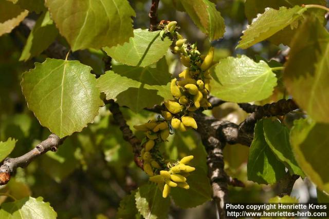 Photo: Populus tremula 7.