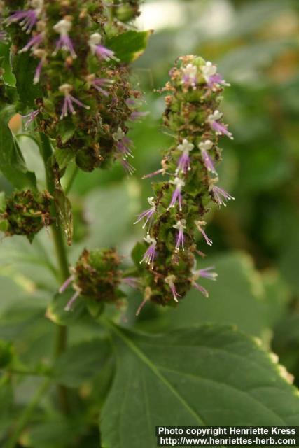 Photo: Pogostemon heyneanus.