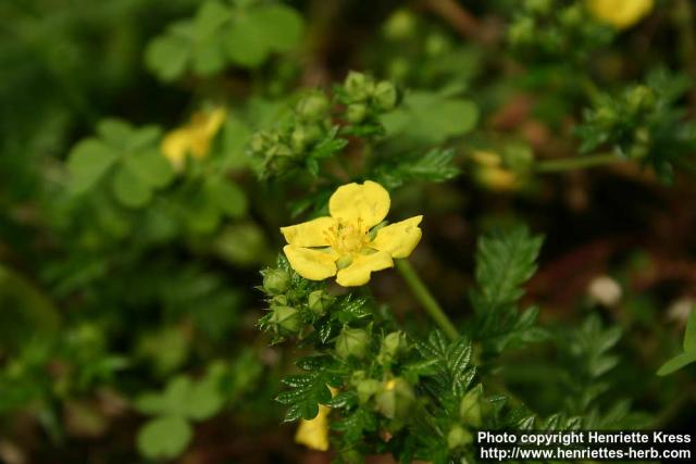 Photo: Potentilla chinensis 1.