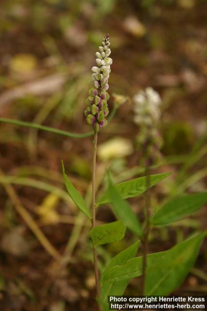 Photo: Polygala senega 1.