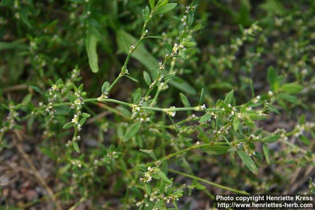 Photo: Polygonum aviculare 5.