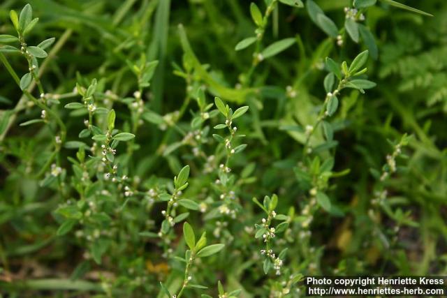 Photo: Polygonum aviculare 6.