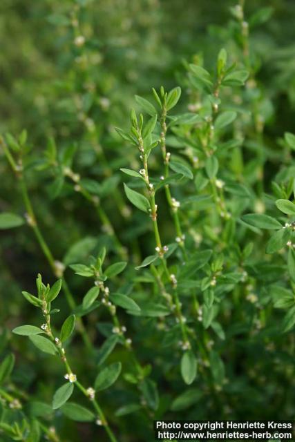 Photo: Polygonum aviculare 7.