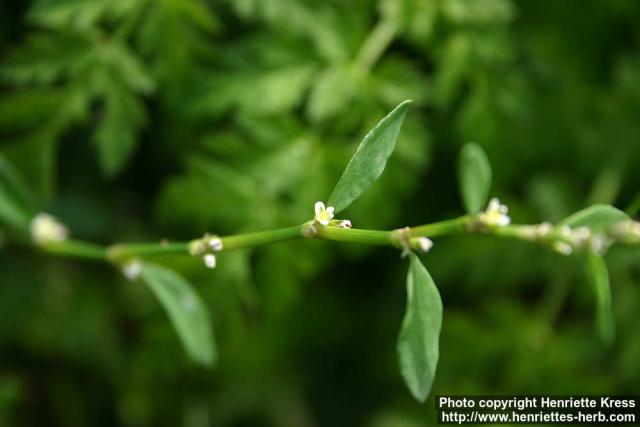 Photo: Polygonum aviculare 8.