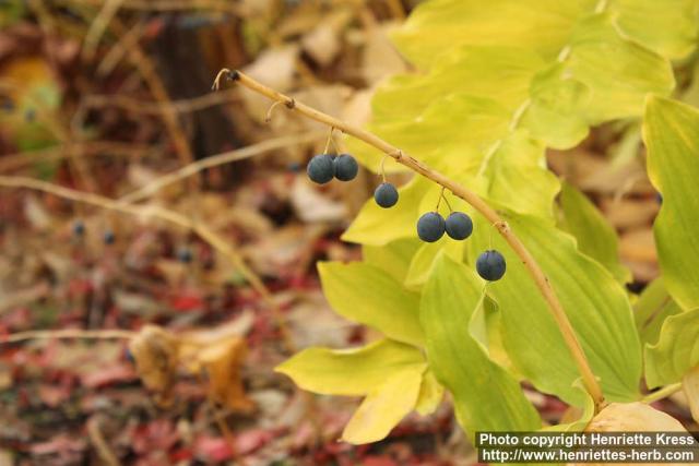 Photo: Polygonatum odoratum 15.