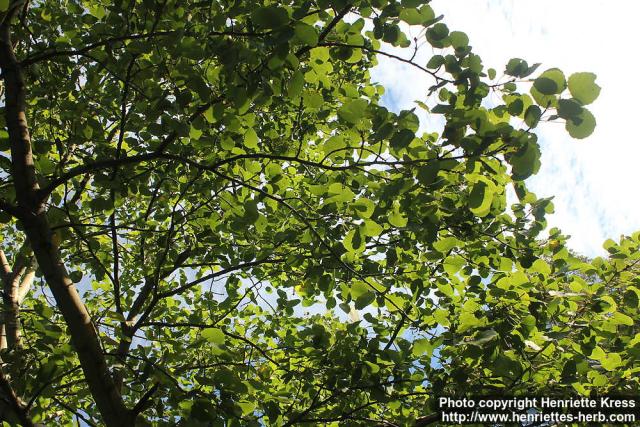 Photo: Populus tremula 16.