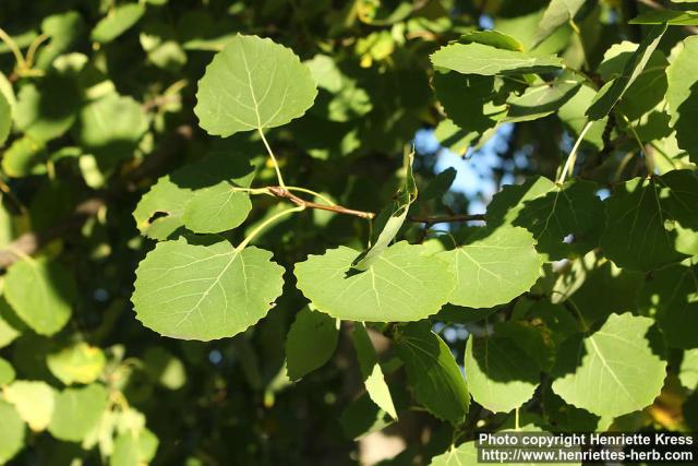 Photo: Populus tremula 18.