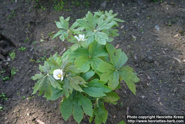 Photo: Podophyllum hexandrum 8.