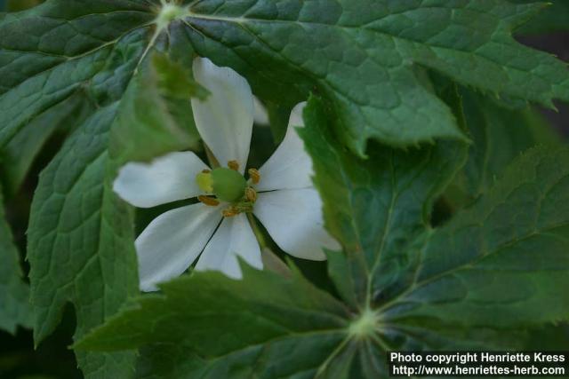 Photo: Podophyllum hexandrum 9.