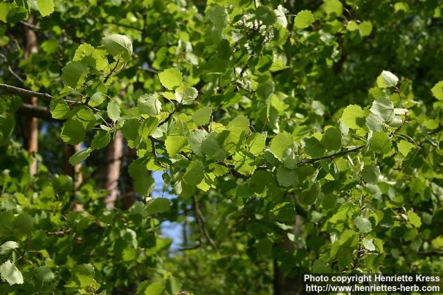 Photo: Populus tremula 14.