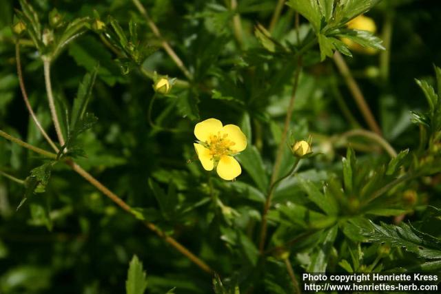 Photo: Potentilla erecta 3.