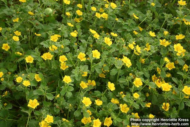 Photo: Potentilla megalantha 4.