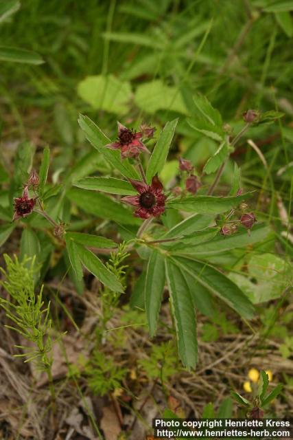 Photo: Potentilla palustris 4.