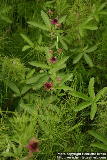 Photo: Potentilla palustris 5.