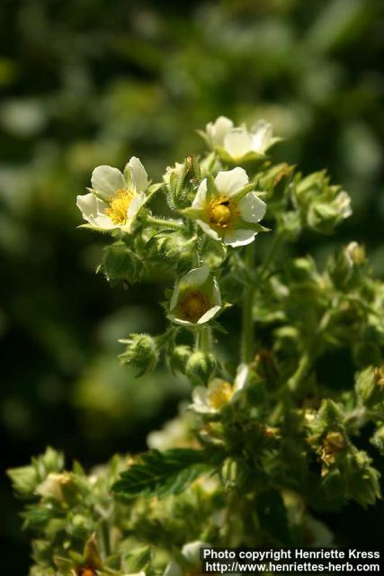 Photo: Potentilla arguta 4.