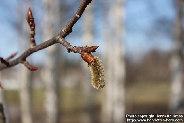 Photo: Populus tremula 25.