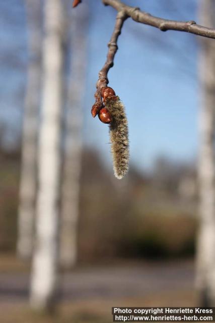 Photo: Populus tremula 26.