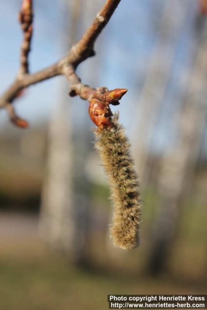 Photo: Populus tremula 35.