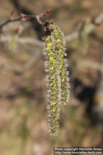 Photo: Populus tremula 36.