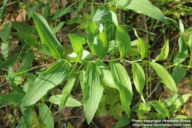 Photo: Polygonatum odoratum 17.